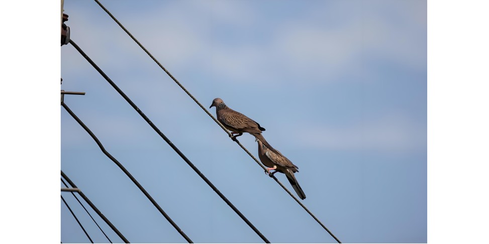 Bird-related faults in transmission lines.jpg